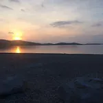 Maslina *